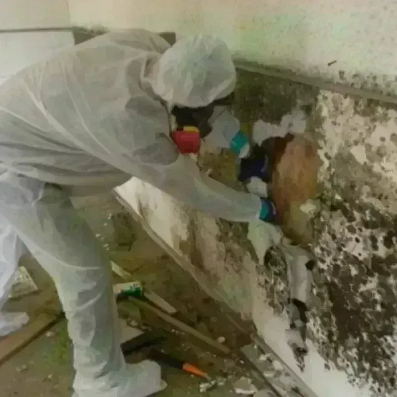 Mold Remediation and Removal in Waialua, HI